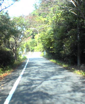 Forest Roads