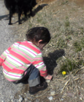 TANPOPO (DANDELION)