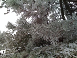 Snowtrees